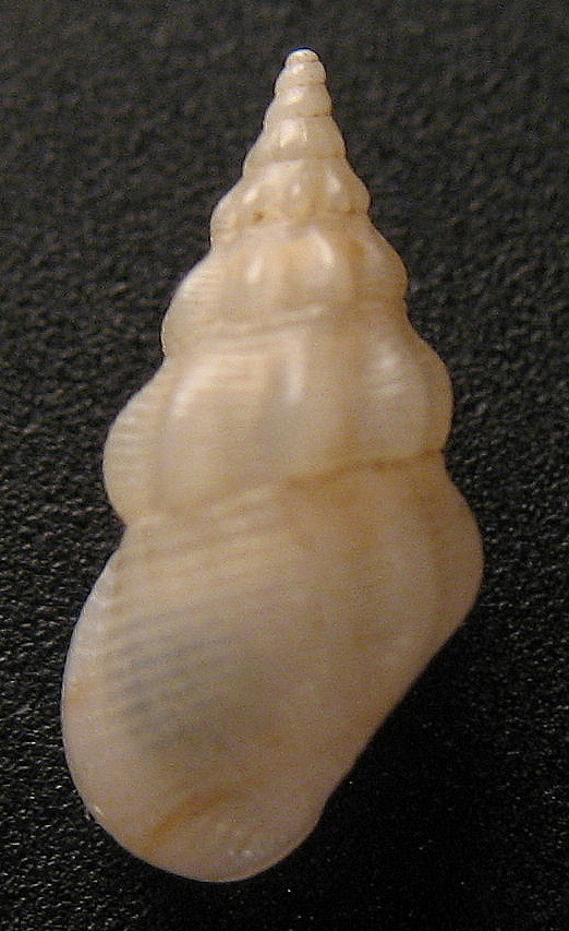 Rissoa variabilis